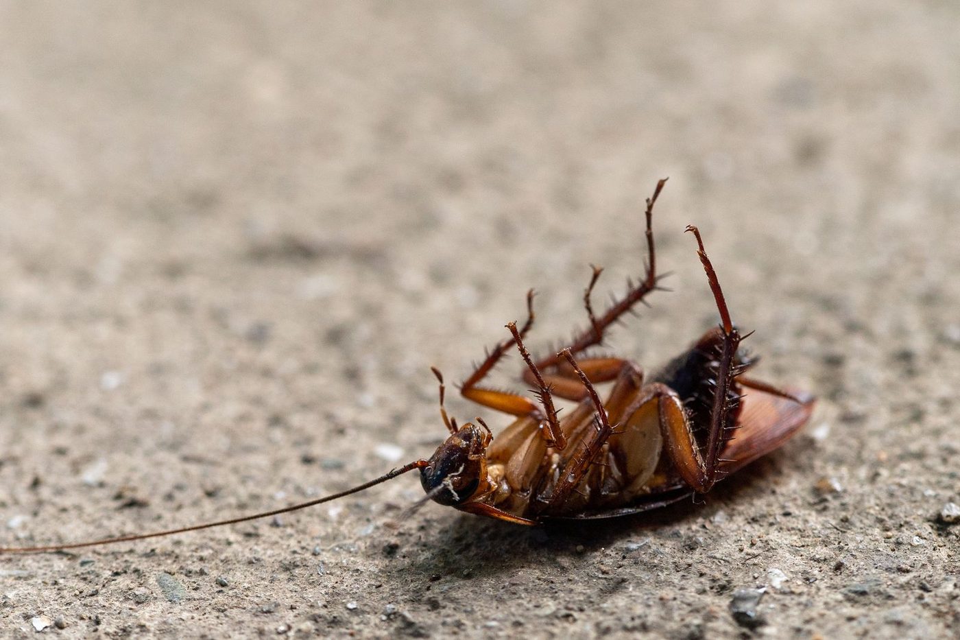 German cockroach with two dark stripes on a kitchen cabinet in a Phoenix apartment