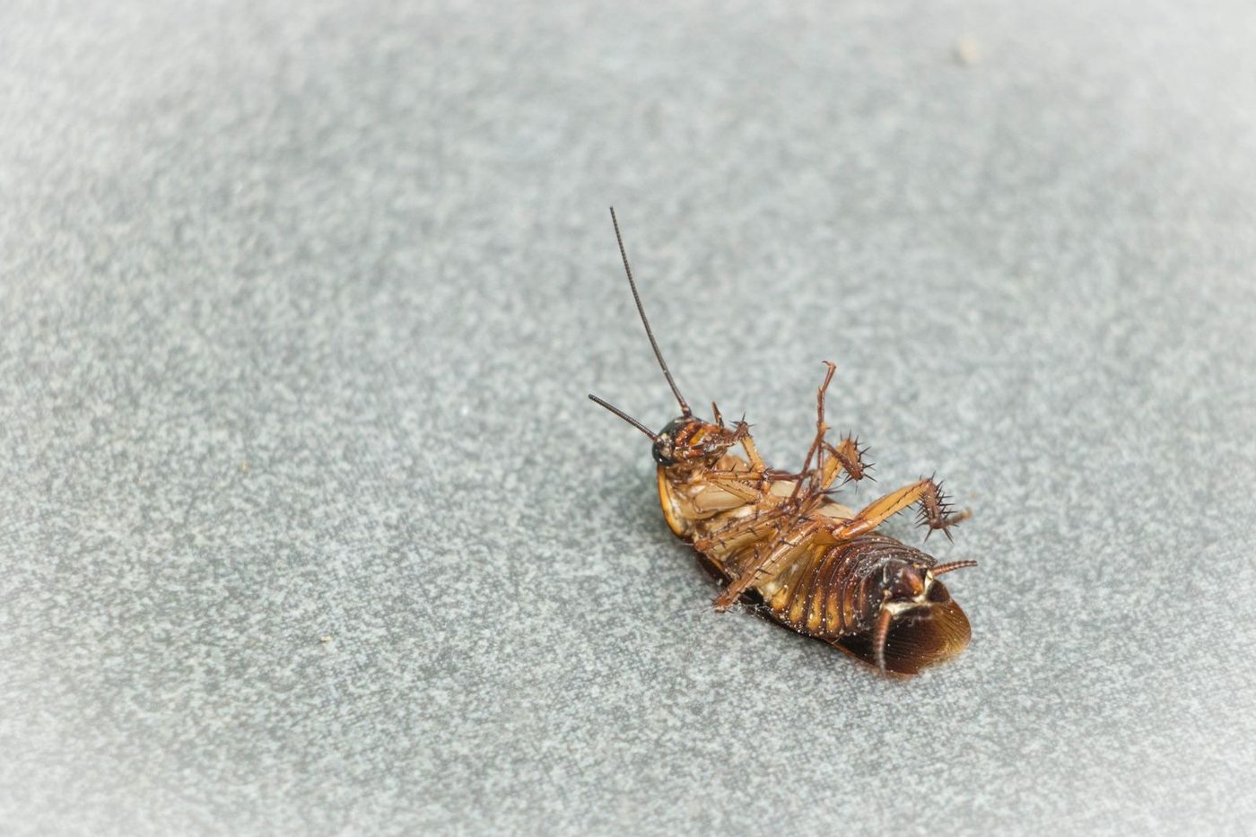 Cockroach on a kitchen surface at night in a Phoenix home